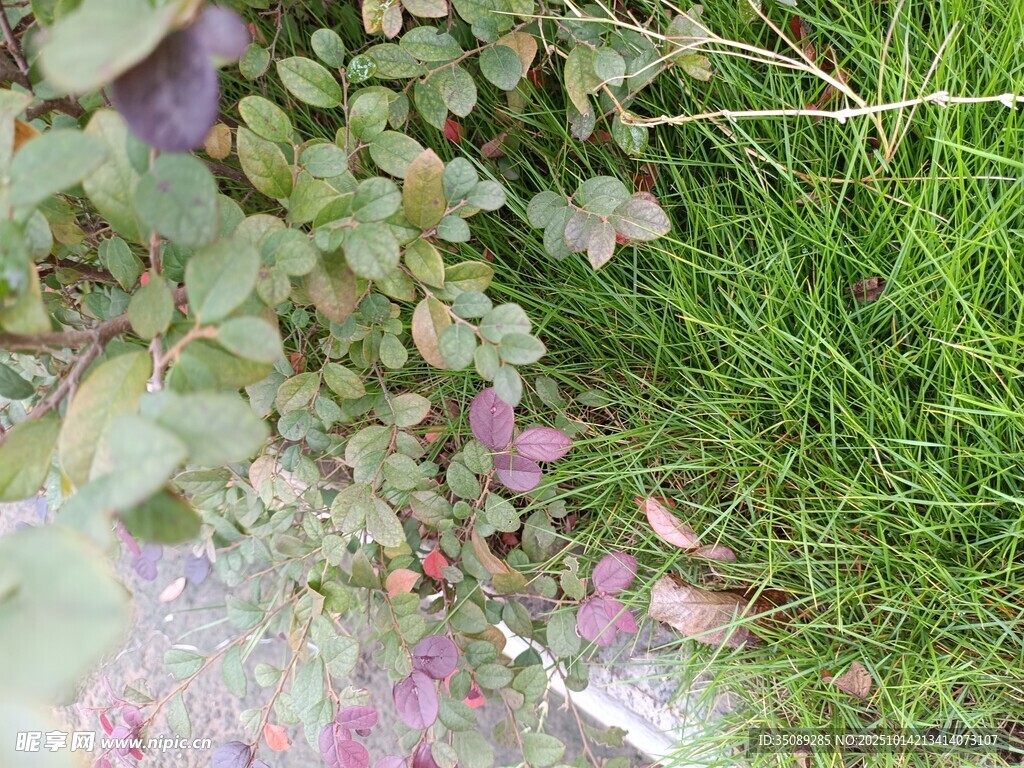 草地间的多彩植物景观