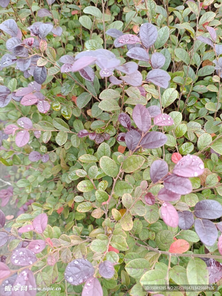 紫色绿叶植物景观
