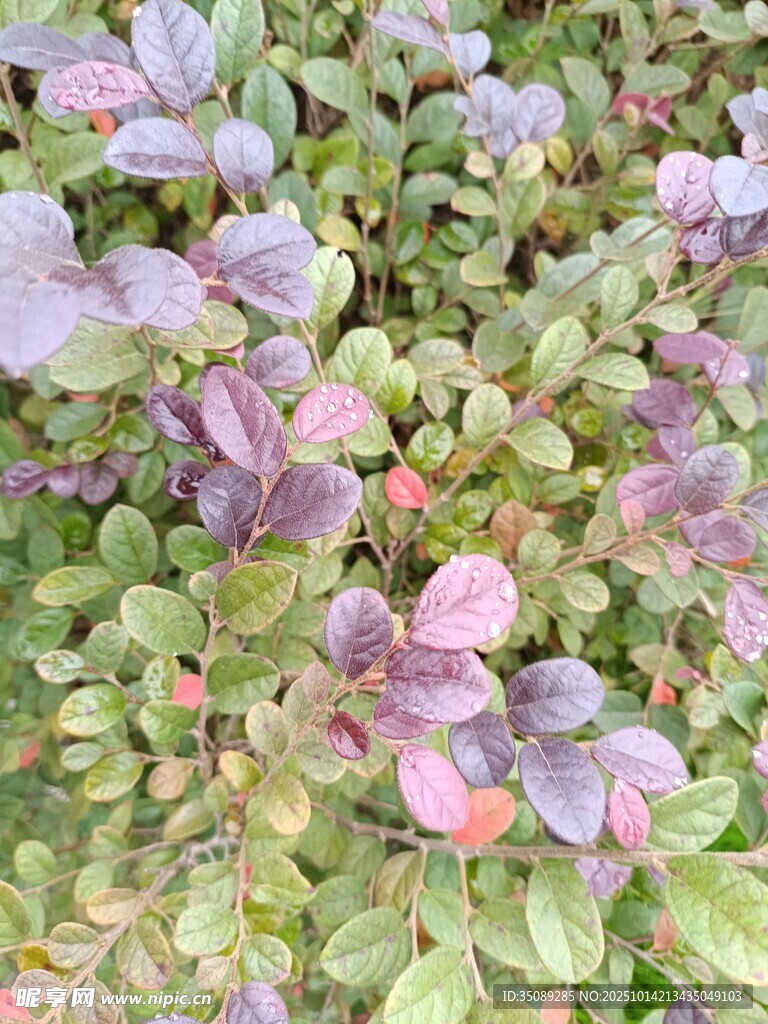 紫色叶片植物特写