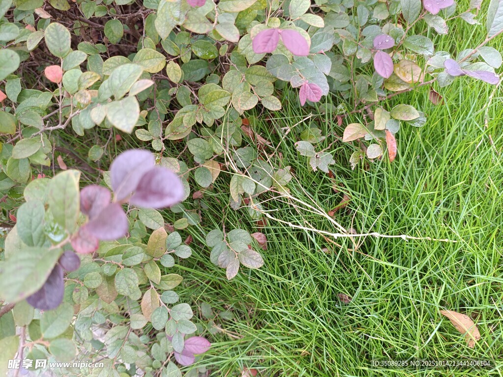 绿叶间的紫花植物