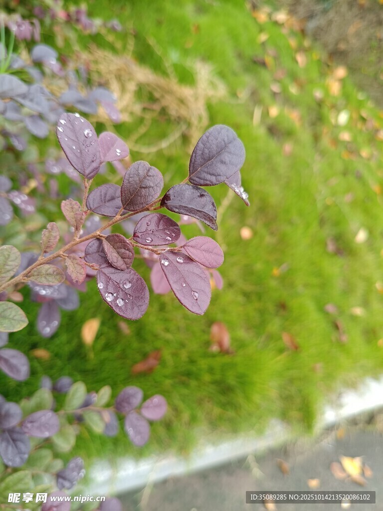 紫色植物与翠绿苔藓共生