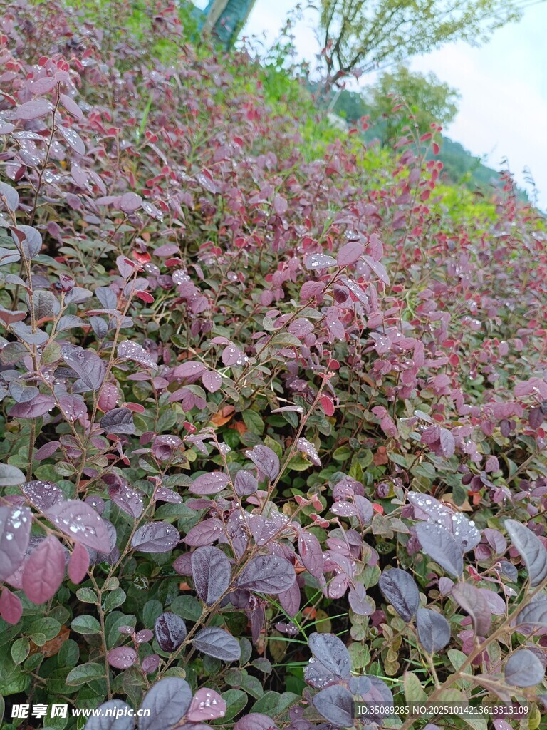 紫叶植物景观