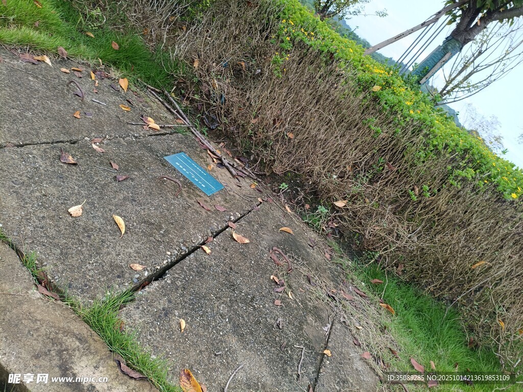 破损地面与周边绿植