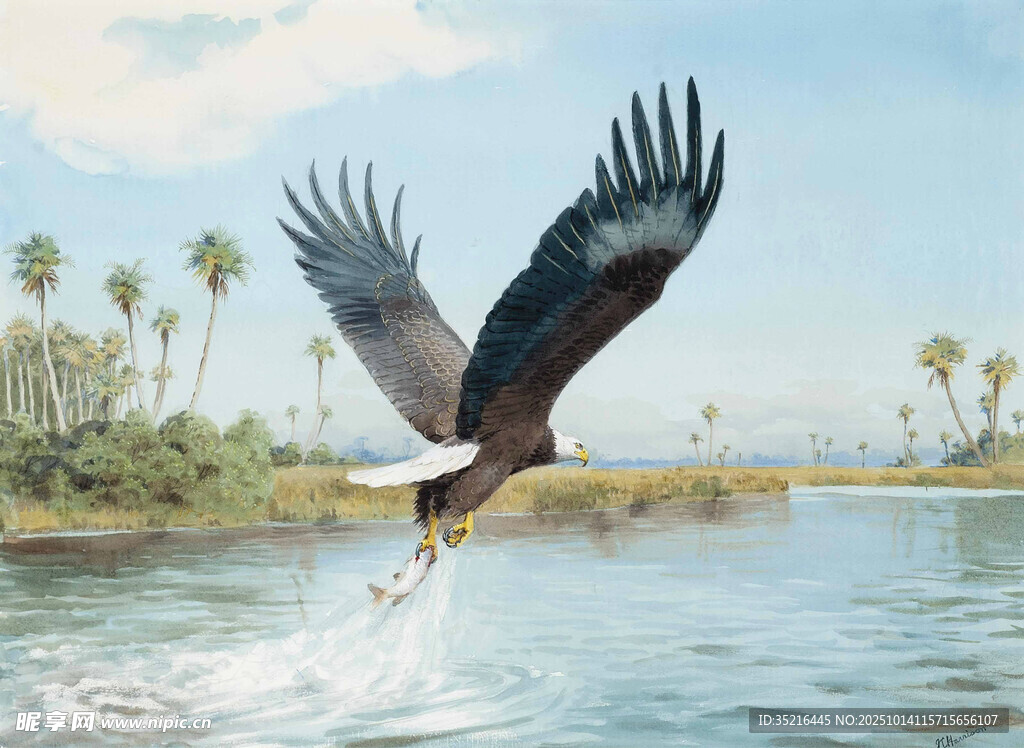 雄鹰于水域上空展翅翱翔