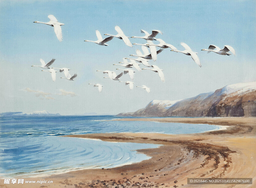 海边飞鸟与沙滩美景