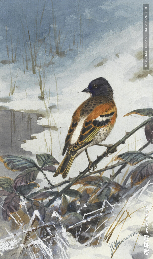 雪枝上的多彩小鸟