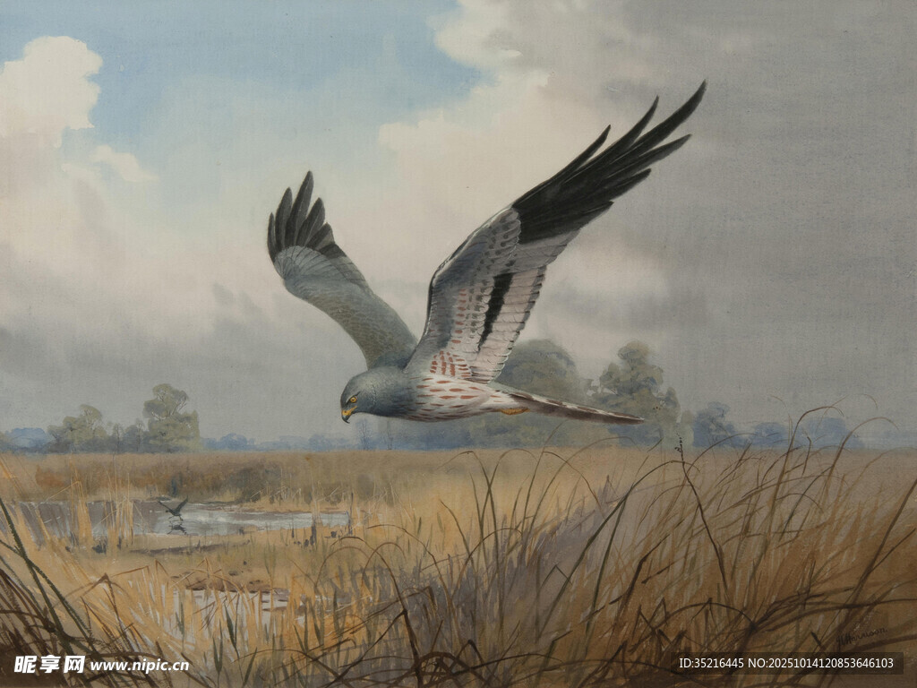 田野上展翅飞翔的灰鸟