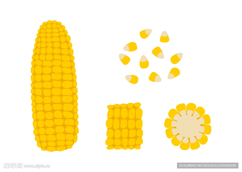 玉米插图