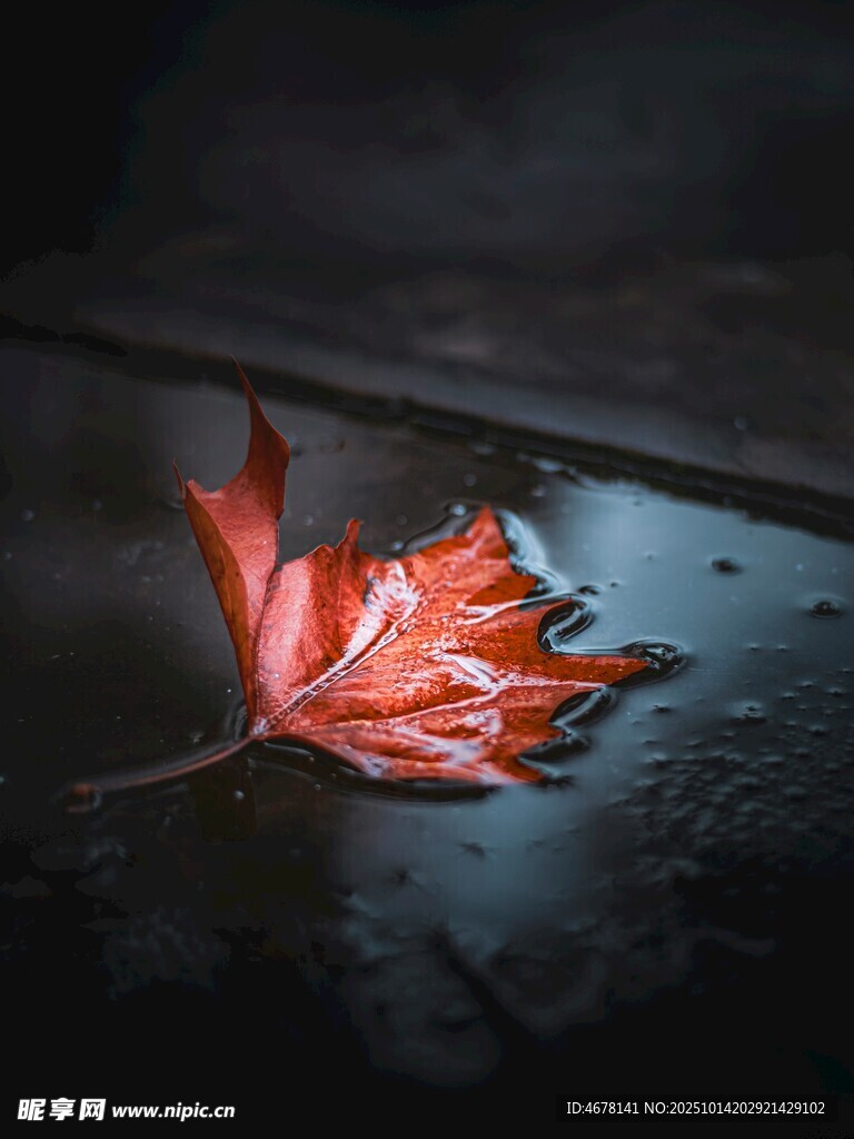 雨中独叶