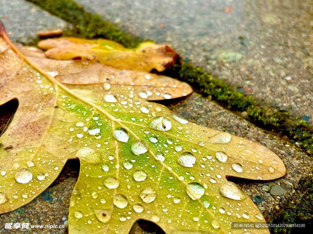 带水珠的秋叶
