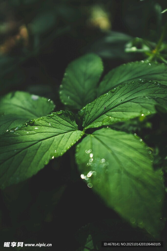 绿叶上的晶莹水珠