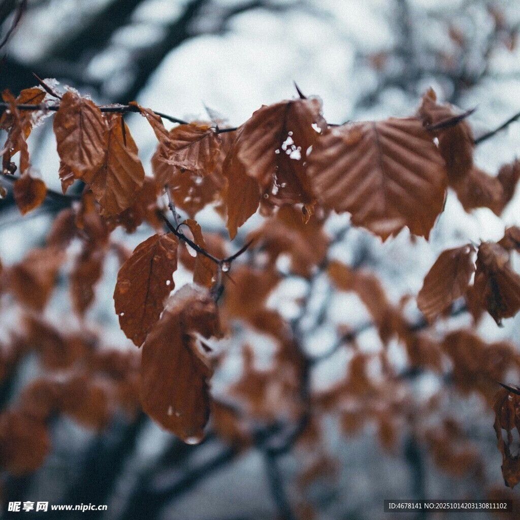 雪覆枯叶树枝冬日景象