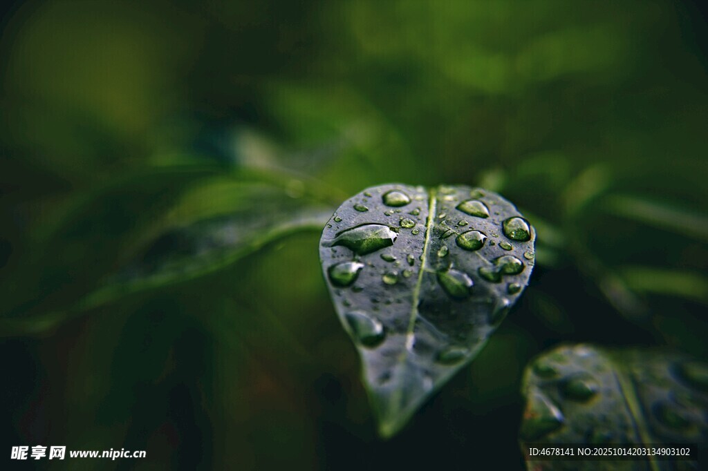 带水珠的翠绿叶片
