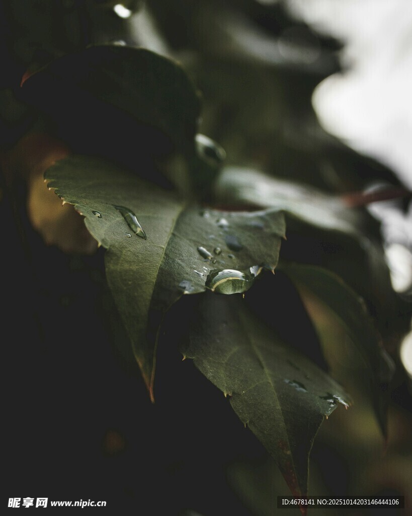 带水珠的翠绿叶片