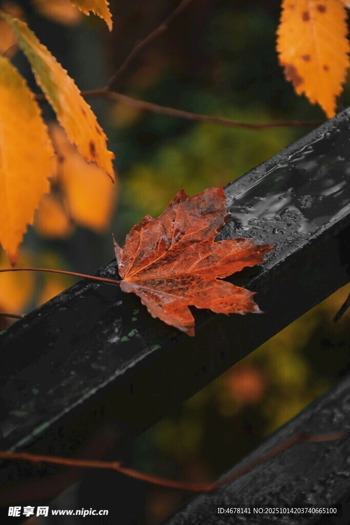 秋景中木栏上的一片枫叶