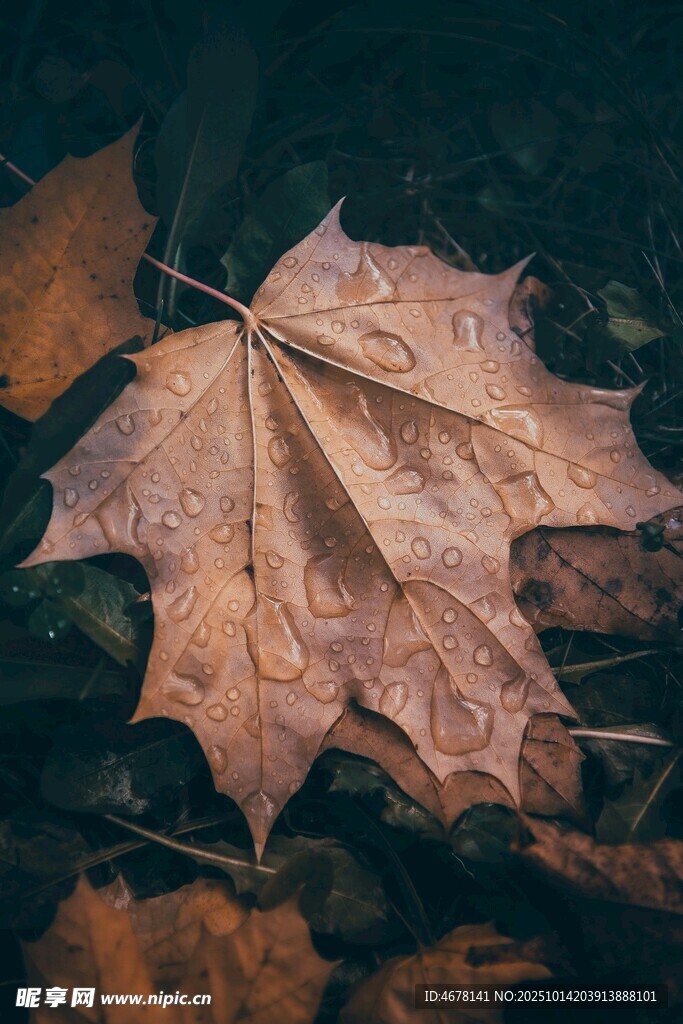 秋雨中的枯黄枫叶