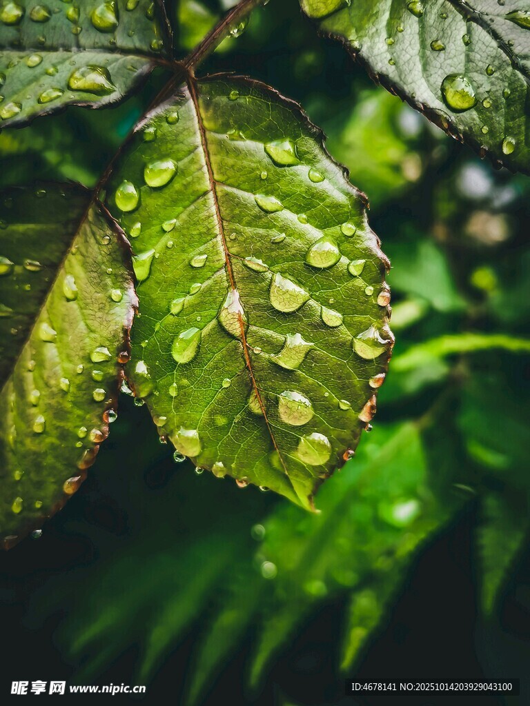 带露珠的翠绿叶片