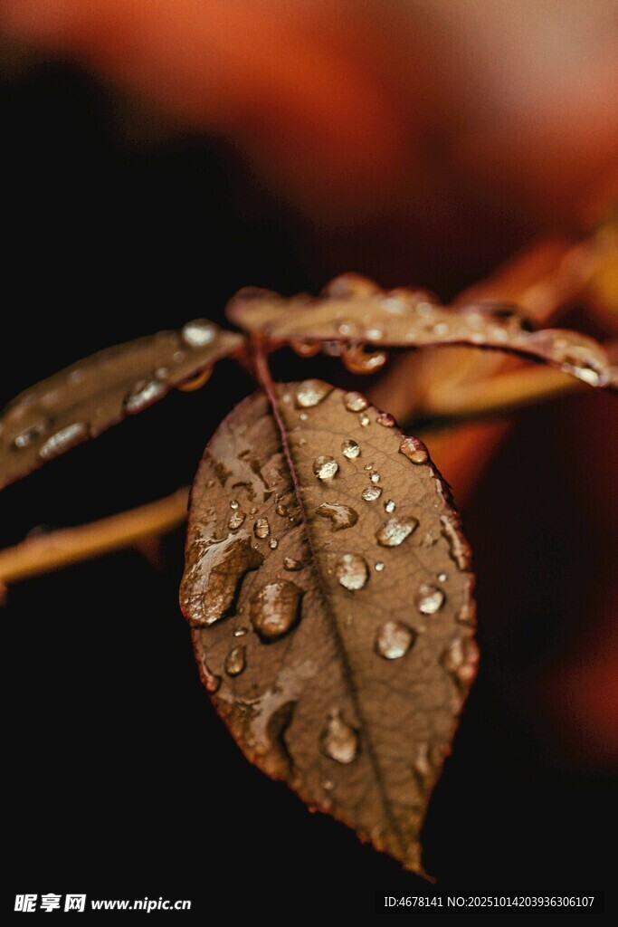 带水珠的枯叶特写