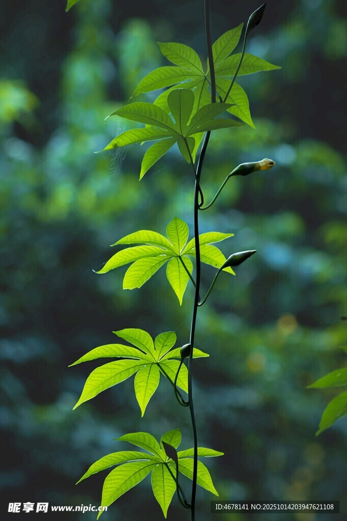 嫩绿枝叶的清新植物