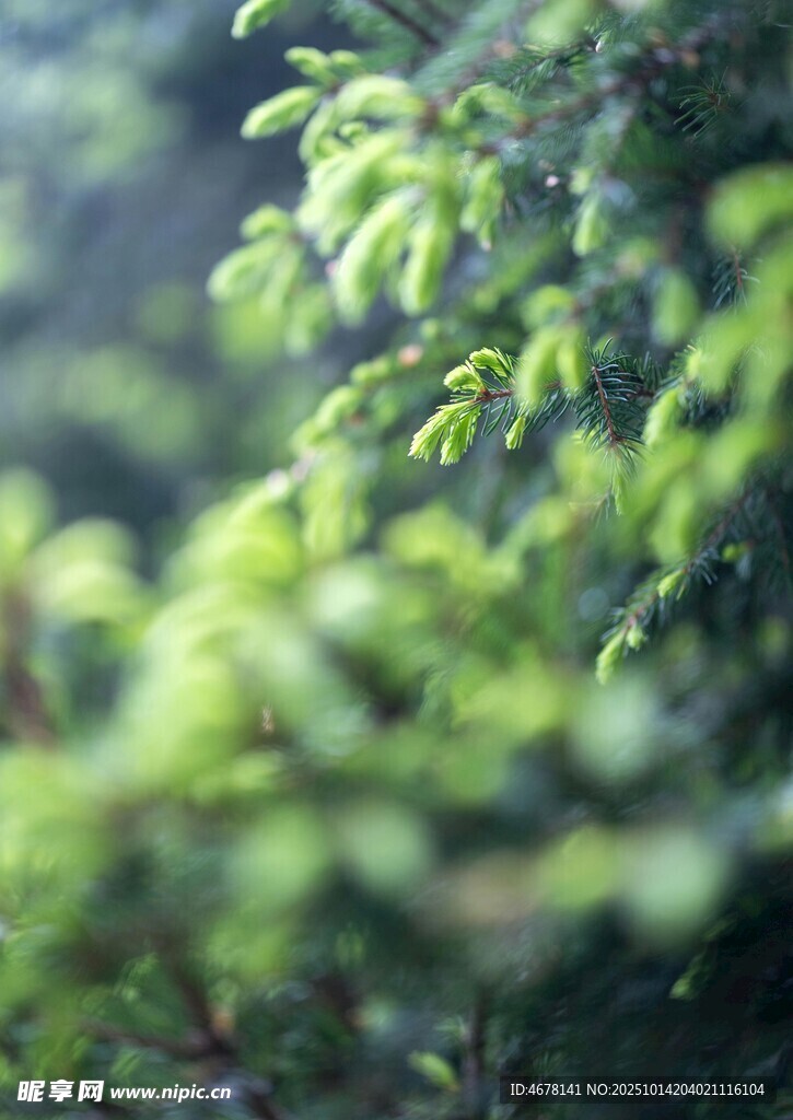 翠绿枝叶清新自然景致