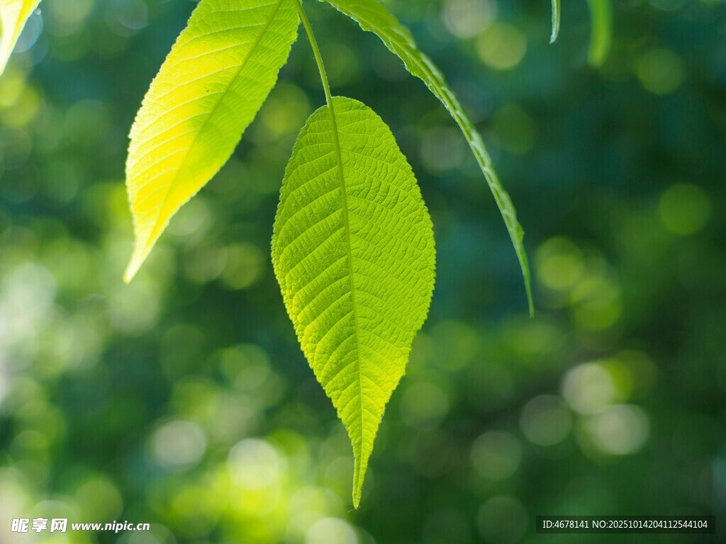 嫩绿叶片在阳光下闪耀