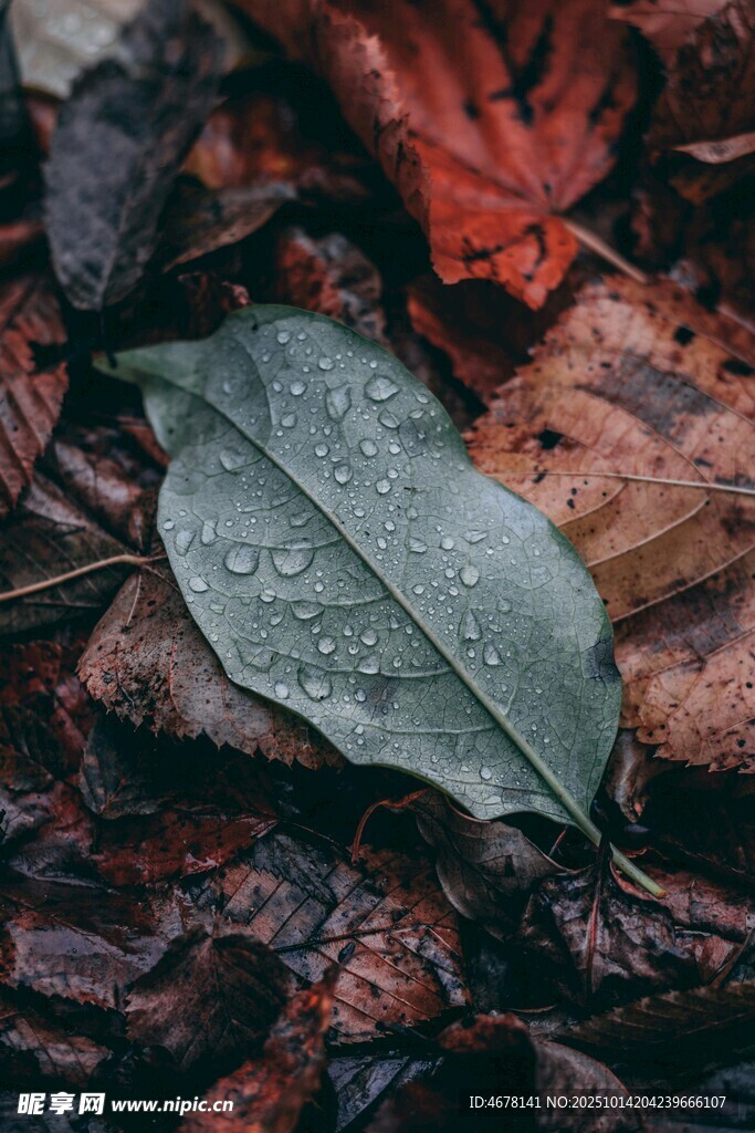 带水珠的枯叶