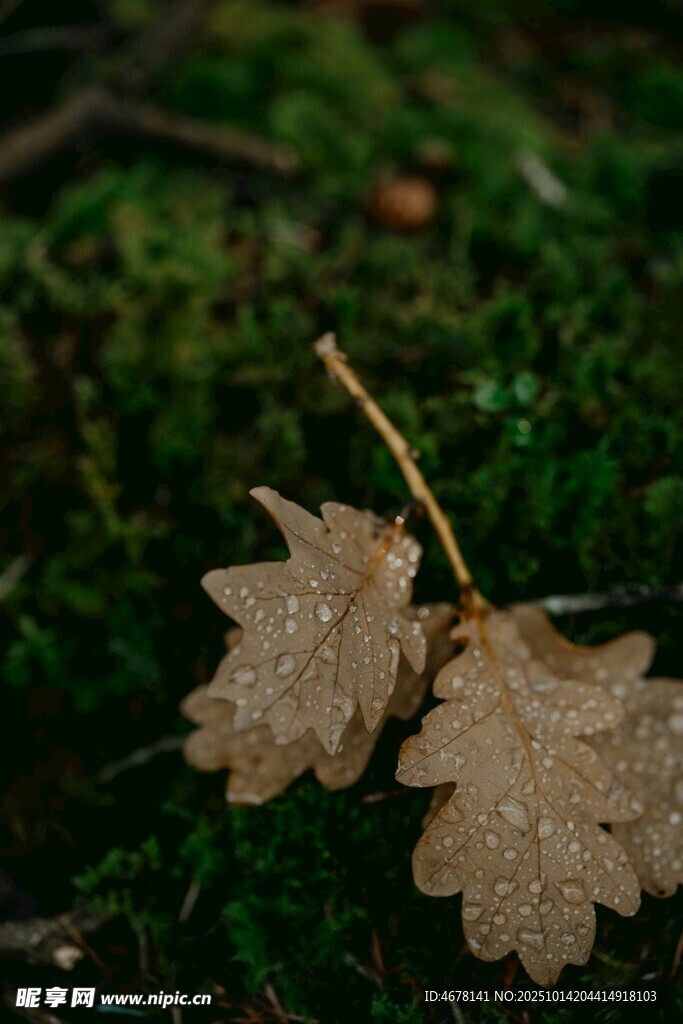 青苔上带水珠的两片枯叶
