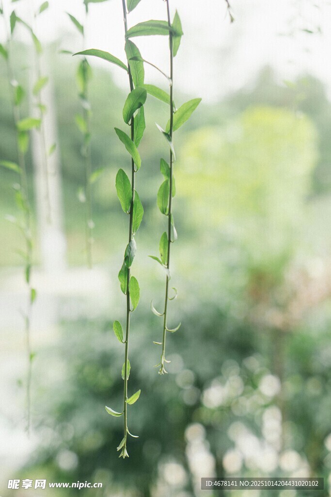 垂吊绿植清新自然之美