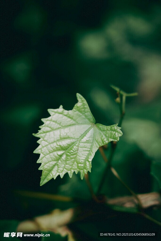 嫩绿叶片上的晶莹水珠
