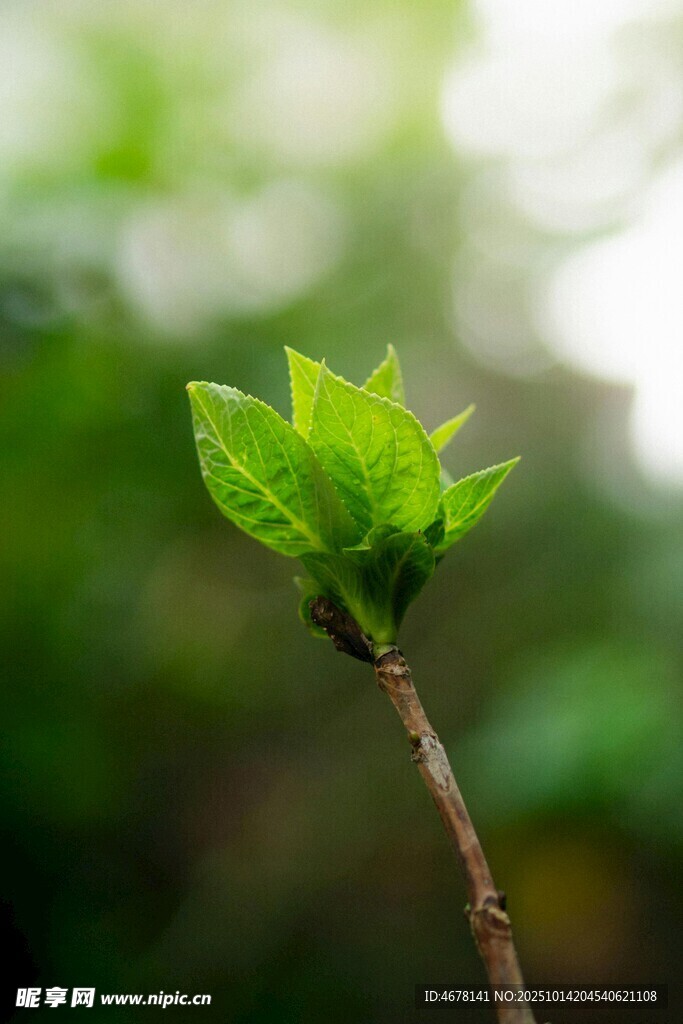 嫩绿新芽初绽枝头