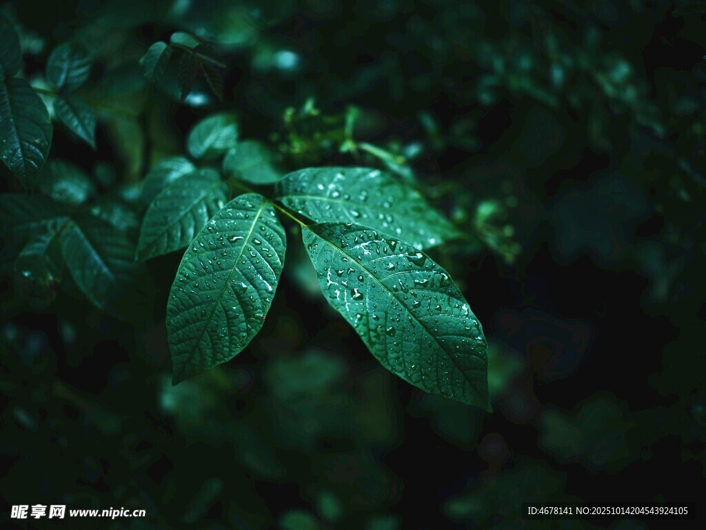 翠绿叶片的自然之美