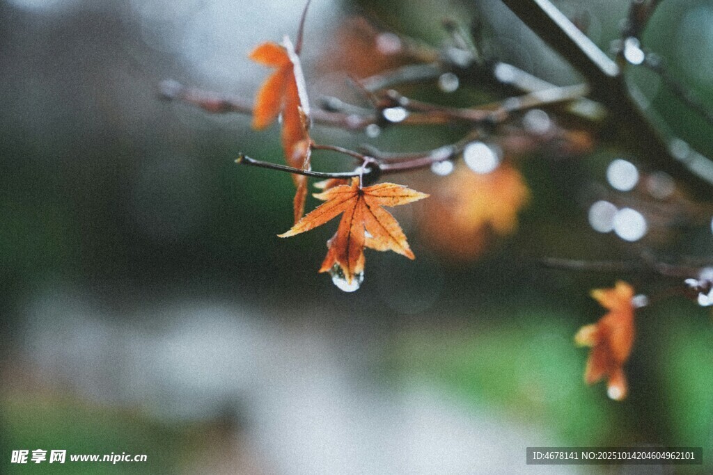 雨中枫叶