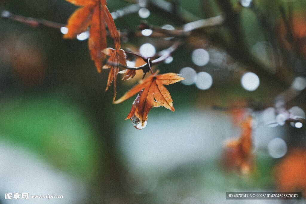 雨中红枫叶晶莹水珠挂