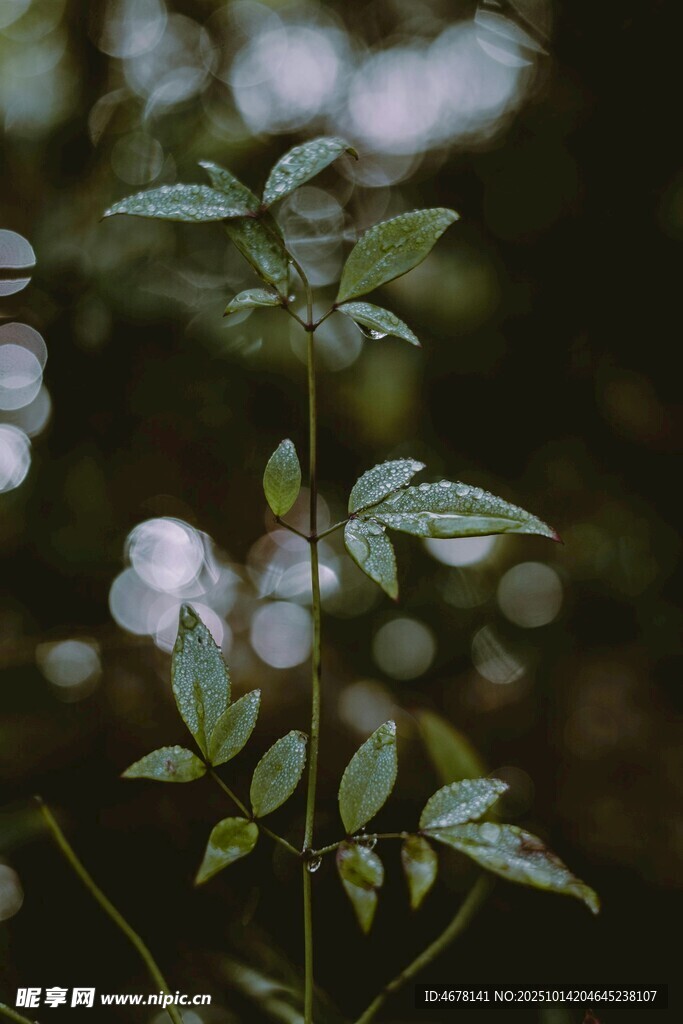 雨中绽放的清新植物