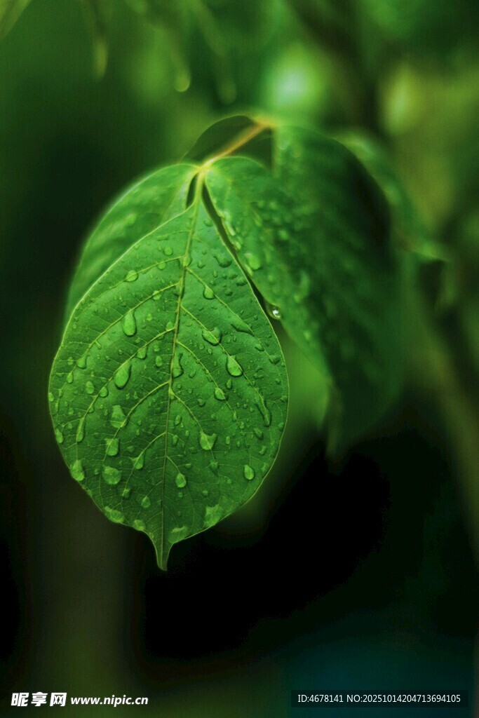 带水珠的翠绿叶片