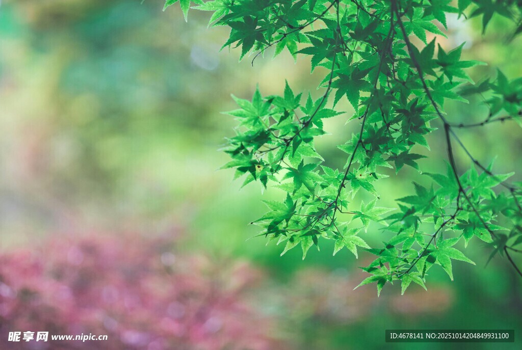 翠绿枝叶与朦胧花卉景致