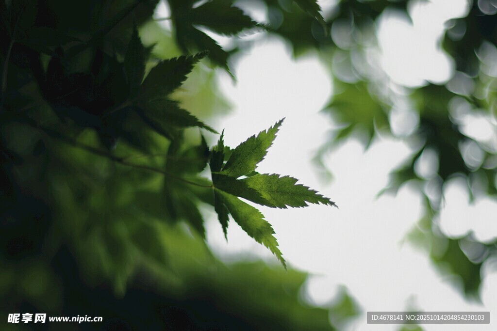 翠绿枝叶间的清新景致
