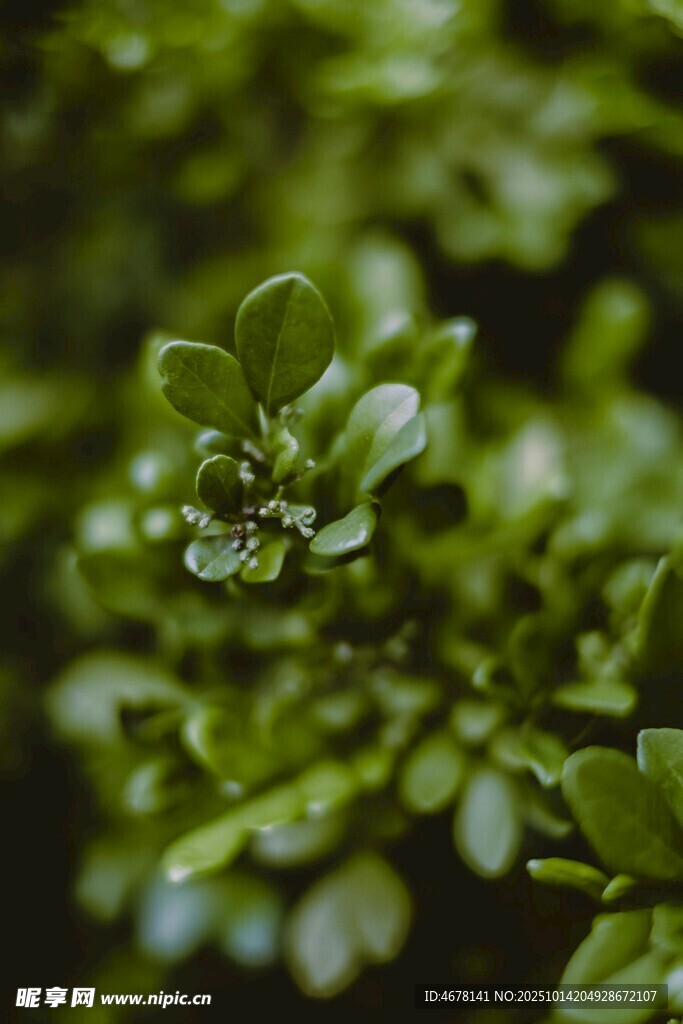翠绿鲜嫩的植物叶片特写