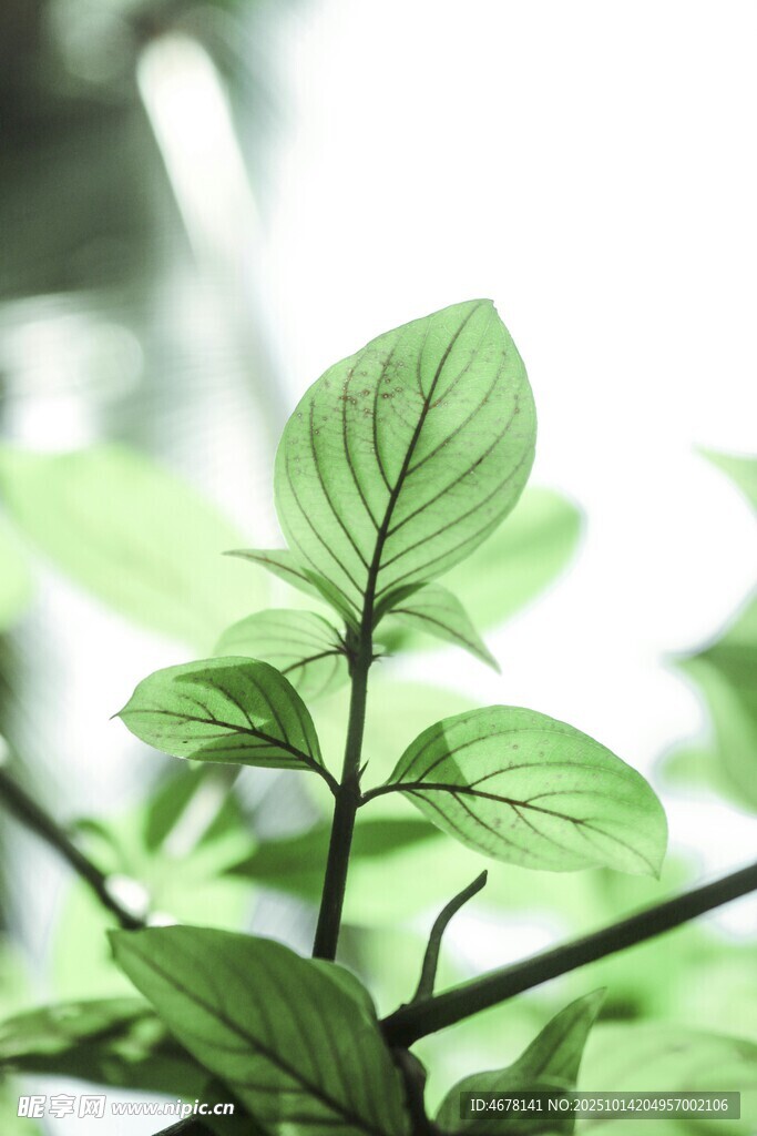 清新嫩绿植物枝叶特写