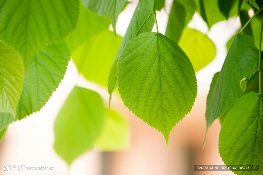 嫩绿叶片垂挂生机满满