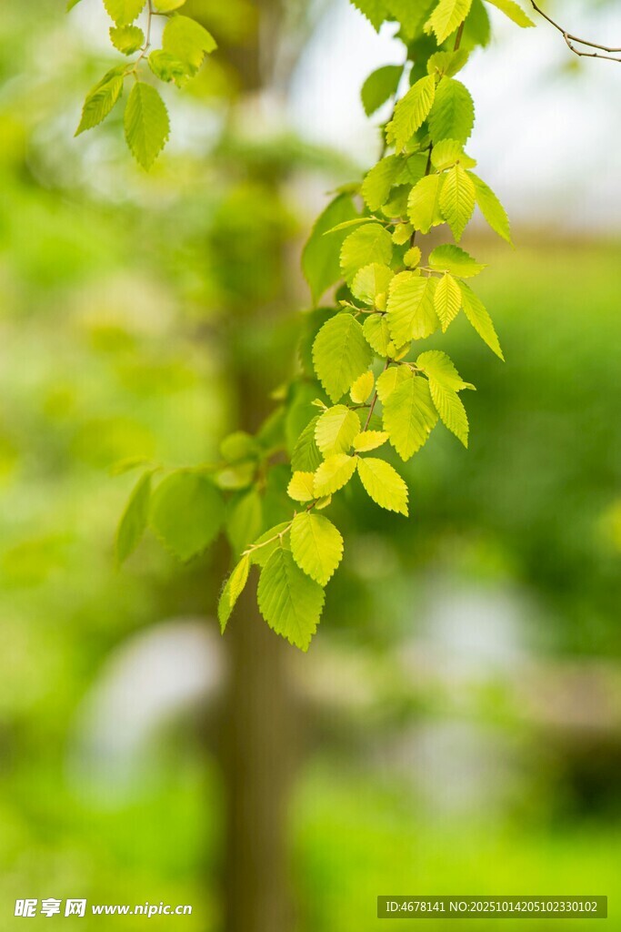 嫩绿枝叶展现盎然生机