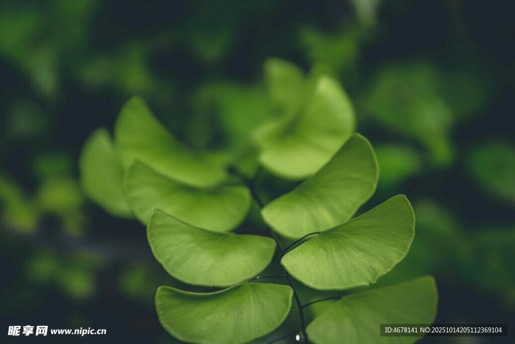 嫩绿叶片特写
