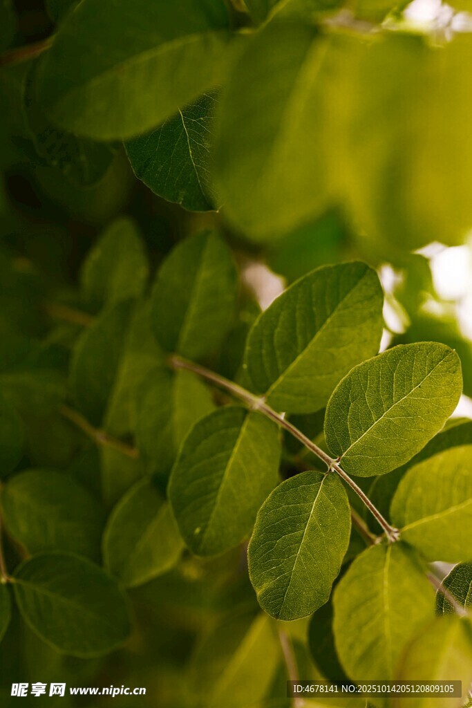 翠绿叶片特写