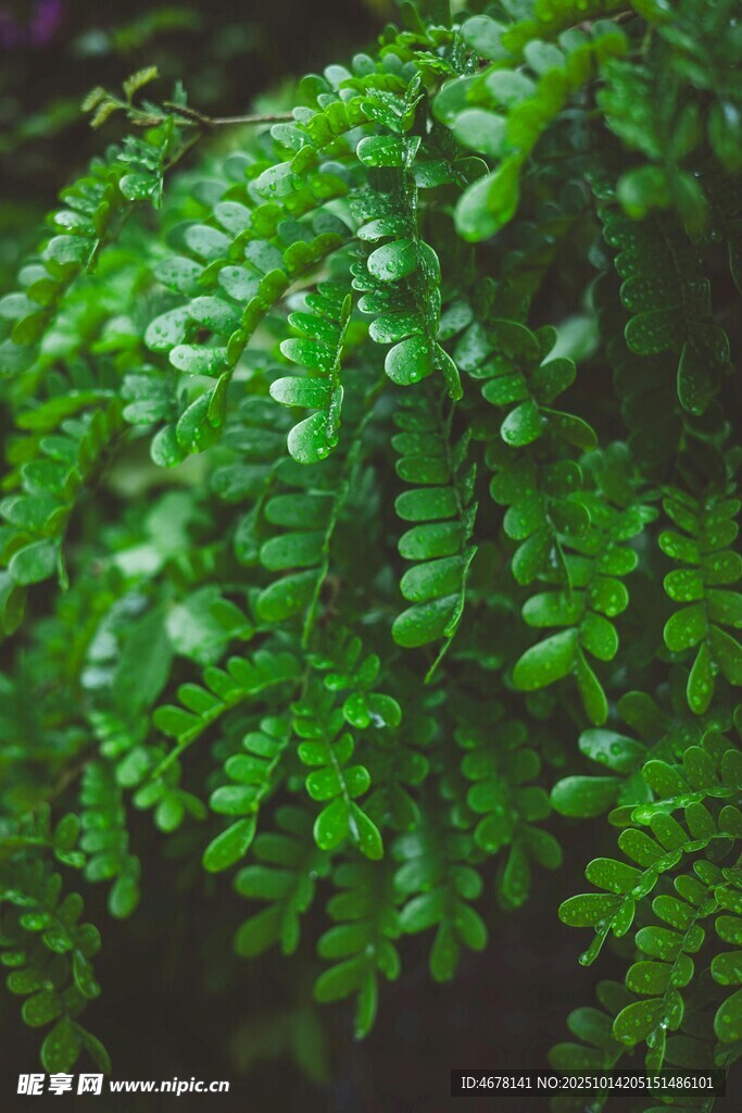 翠绿繁茂的蕨类植物叶片