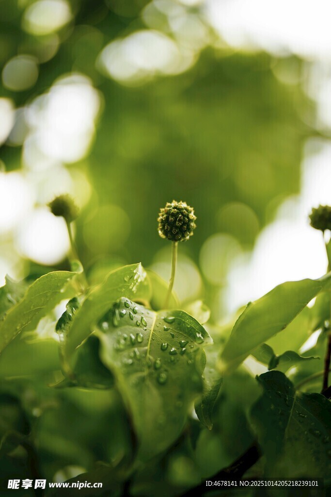 嫩绿植物生机盎然