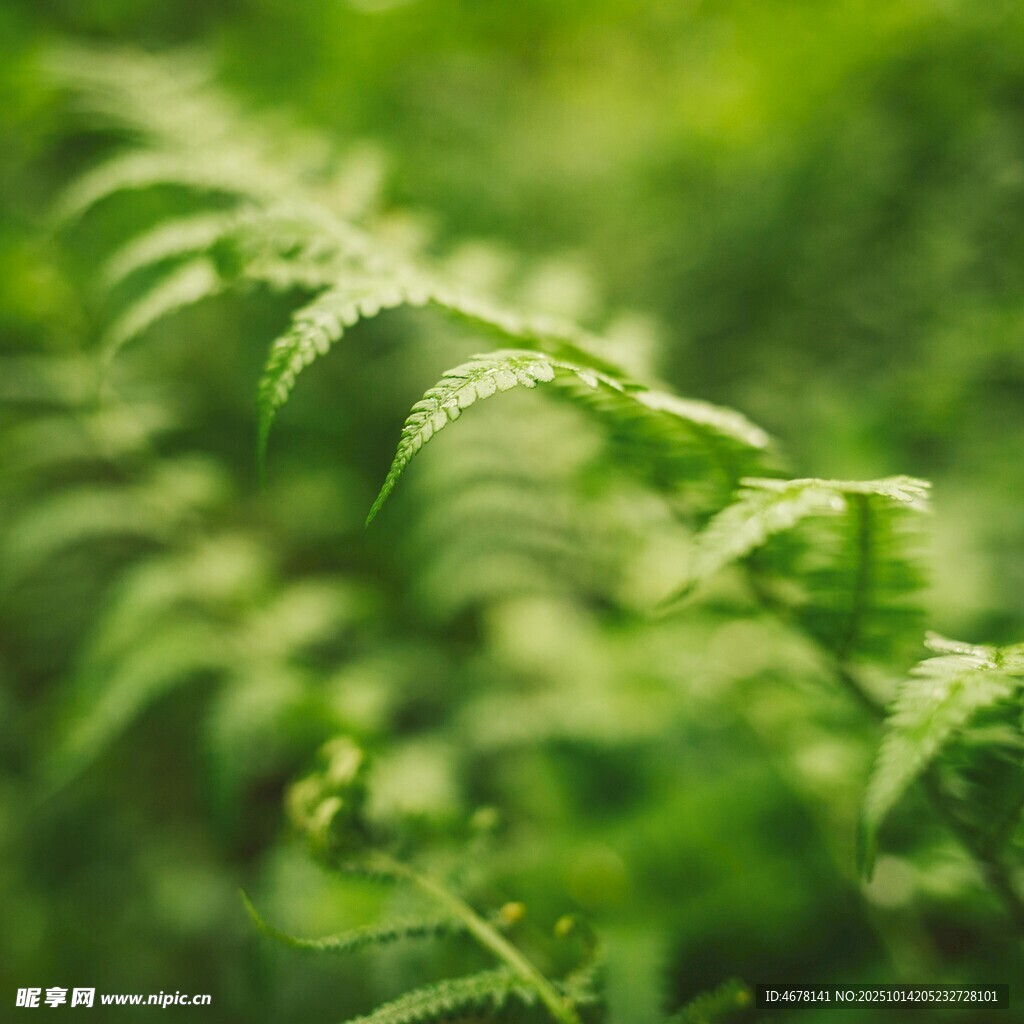 嫩绿蕨类植物的清新瞬间