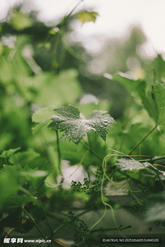 绿叶丛中的精致小蘑菇