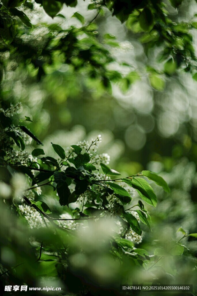 绿意盎然的繁茂枝叶
