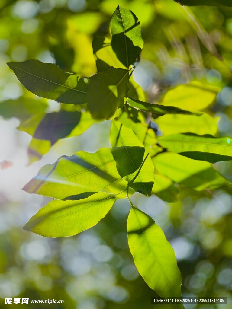 阳光下的翠绿树叶
