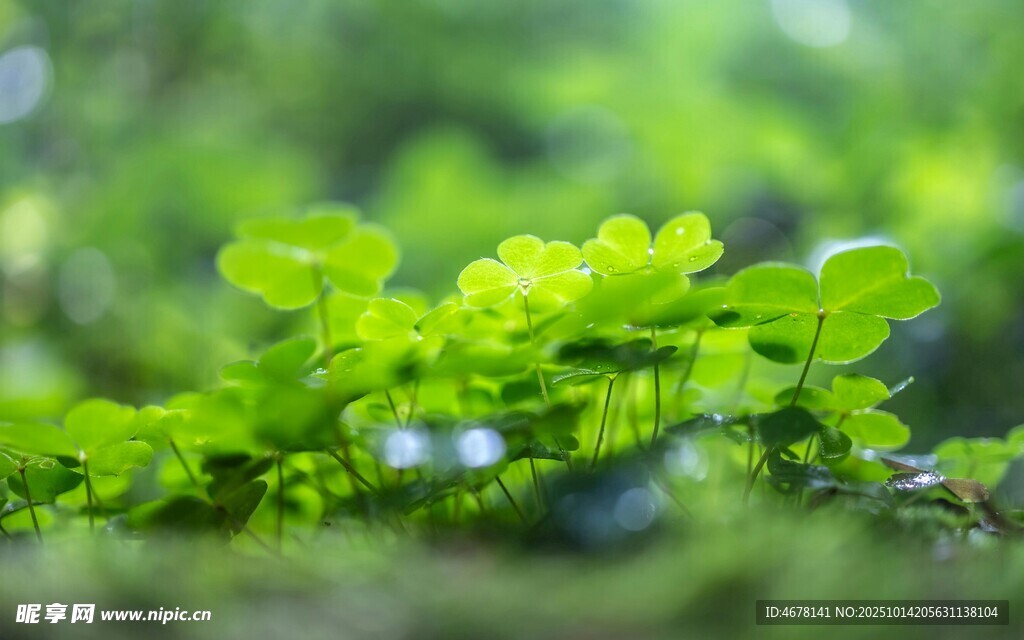 翠绿清新水生植物